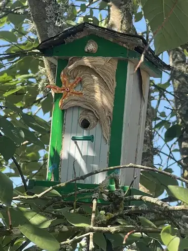 dératisation à La Membrolle-sur-Choisille - image 2