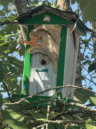 désinsectisation à Azay-le-Rideau - image 2