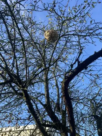 désinsectisation à Château-la-Vallière - image 3