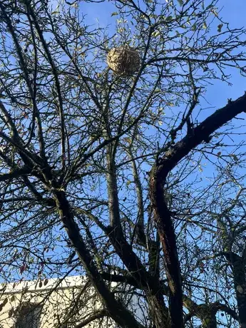 désinsectisation à La Membrolle-sur-Choisille - image 2