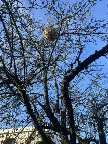 désinsectisation à Montlouis-sur-Loire - image 4