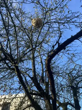 désinsectisation à Savigné-sur-Lathan - image 3