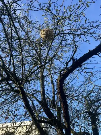 nettoyage apres deces Château-la-Vallière-5