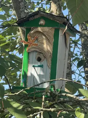 traitement des termites à Château-la-Vallière - image 3