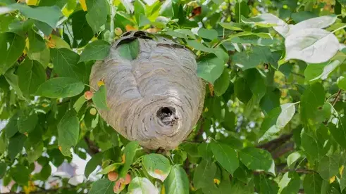 traitement des termites Château-la-Vallière-5