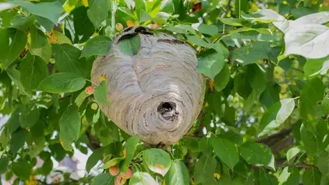 traitement des termites Château-Renault-1