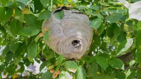 traitement des termites Cormery-1