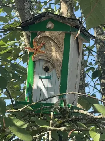 traitement des termites à Cormery - image 2
