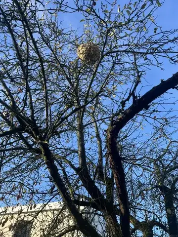 traitement des termites Cormery-5