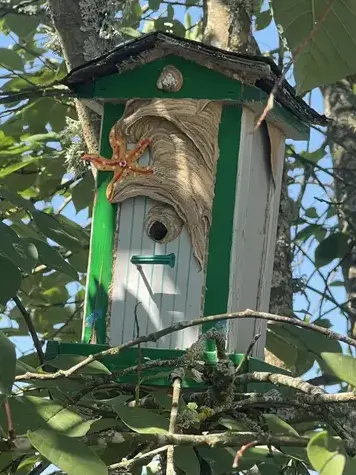 traitement des termites à La Membrolle-sur-Choisille - image 4