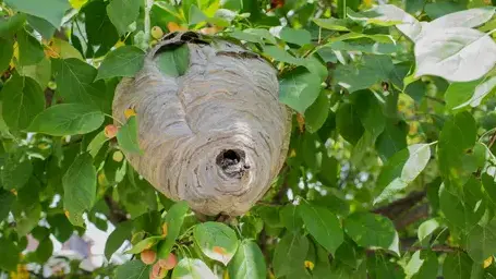 traitement des termites à Langeais - image 4