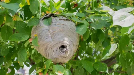 traitement des termites Montlouis-sur-Loire-1