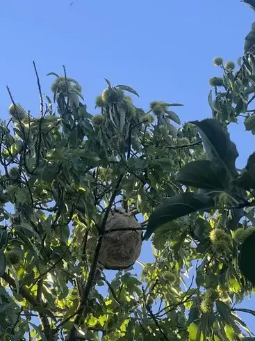 traitement des termites à Montlouis-sur-Loire - image 3