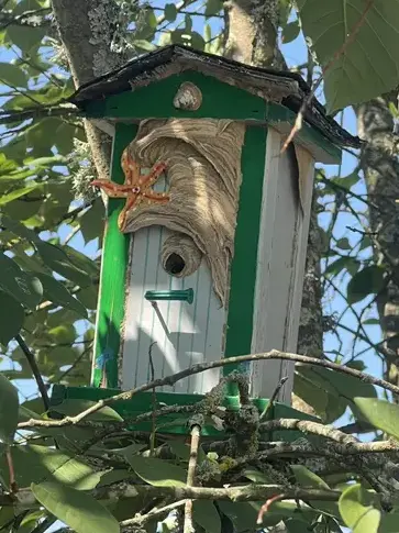 traitement des termites à Montlouis-sur-Loire - image 4