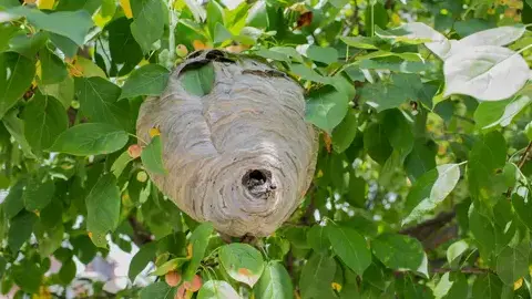 traitement des termites à Saint-Paterne-Racan - image 2