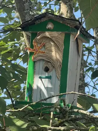 traitement des termites à Saint-Paterne-Racan - image 3