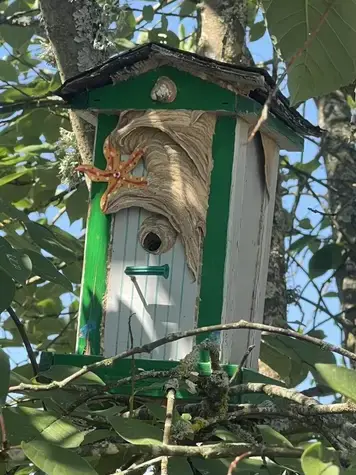 traitement des termites Savigné-sur-Lathan-5